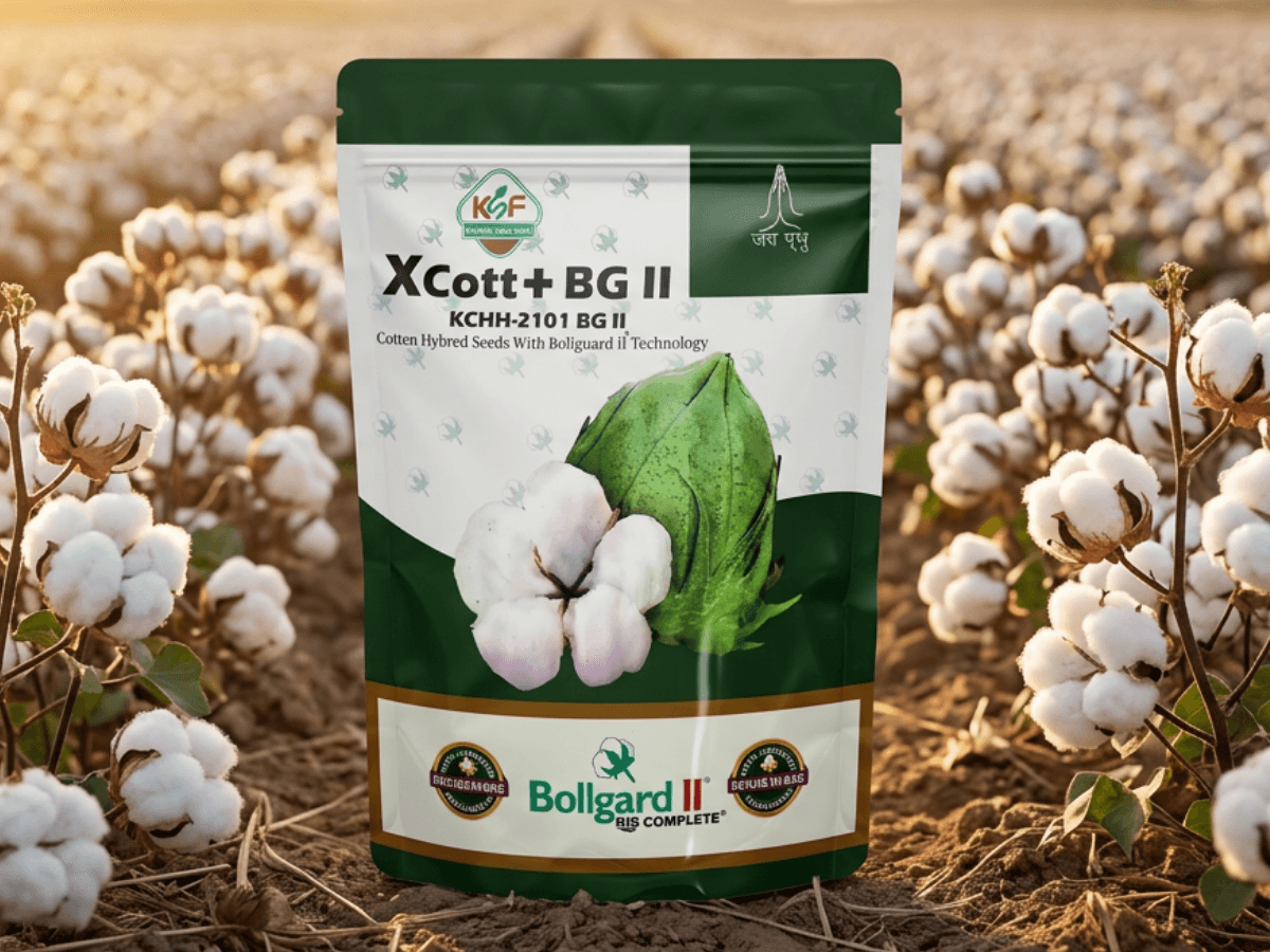 Xcott+ BG II Cotton Hybrid Seeds